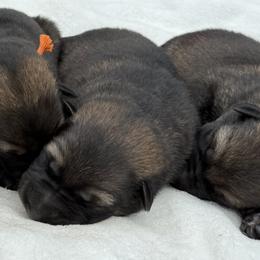 Lime - Sable male German Shepherd puppy in Buffalo, West Virginia from Z Tykev Vino LLC