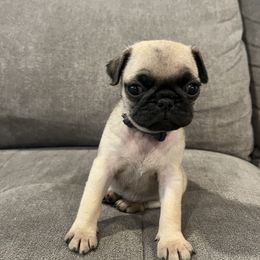 Pug Puppies from Hailey's Pugs