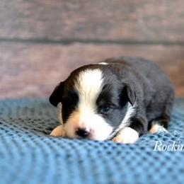 Btf 1 - Black tri female Toy Australian Shepherd puppy in Russellville, Arkansas from Rockin H Aussies