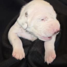 Girl 4 - female Dalmatian puppy in Spring Branch, Texas from D'vine Dalmatians