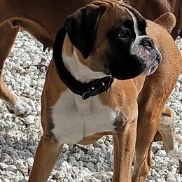 Ulyssa - Boxer