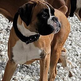 Ulyssa - Boxer