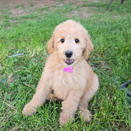 Max - Apricot female Goldendoodle puppy in Georgetown, Tennessee from Georgetown Designer & Purebred Puppies