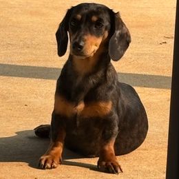 Sassy - Dachshund