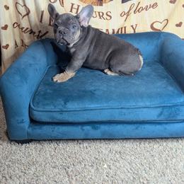 Boy 1 - Blue male French Bulldog puppy in Forney, Texas from Dallas Lonestar Bullies