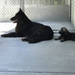 Shiloh Shepherd Puppies from Solace Shilohs