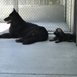 Shiloh Shepherd Puppies from Solace Shilohs