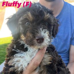Bernedoodle Puppies from Coconutbernedoodles