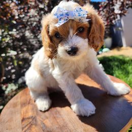 Honeybun - Blenheim female Cavapoo puppy in Roseville, California from Heavenly Goldendoodles