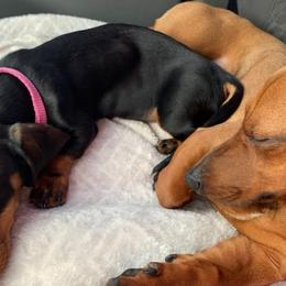 Dachshund All Grown Up from Doxies AZ