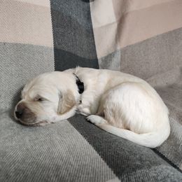 Boy 3 - male Golden Retriever puppy in Seymour, Missouri from High Road Golden Retrievers