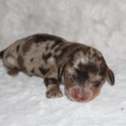 Boy 3 - Dapple male Dachshund puppy in Paris, Texas from Kuttin’ Up Mini Aussies