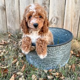 Tortas - Red male Cockapoo puppy in Beresford, South Dakota from DAKOTA DOOD RANCH