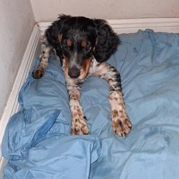 Llewellin Setter Puppies from Stoneforged Setters