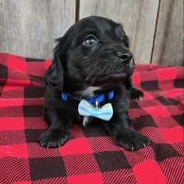 Blue - Black male Dachshund puppy in South Willard, Utah from Doxies in the Sun