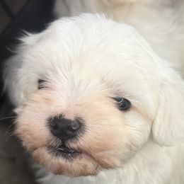 Maltese from Bichoncitos Malteses ❤️