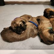 Tibetan Spaniel puppies from Graymatter