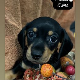 Rose - Black and tan female Dachshund puppy in Casselberry, Florida from Amore Mini Dachshund Breeders & More