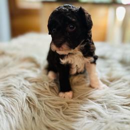 Tommy - Chocolate and white male Havapoo puppy in Natural Bridge, Virginia from Rockbridge Puppies