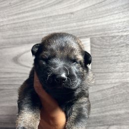 Girl 1 - Sable German Shepherd puppy in Little Rock, Arkansas from Vom Gonza German Shepherds