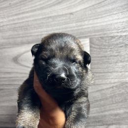 Girl 1 - Sable German Shepherd puppy in Little Rock, Arkansas from Vom Gonza German Shepherds