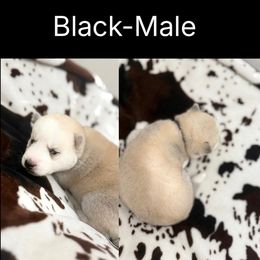 Black - Agouti and white male Siberian Husky puppy in Seaford, Delaware from Keira Ieleen Husky Kennel