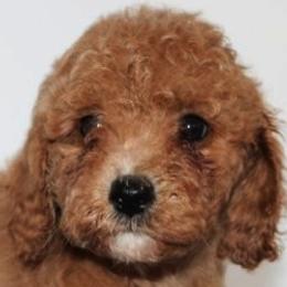LUNA - female Cavapoochon puppy in Fredericksburg, Ohio from Timshell Farm Specialty Crossbreed Puppies