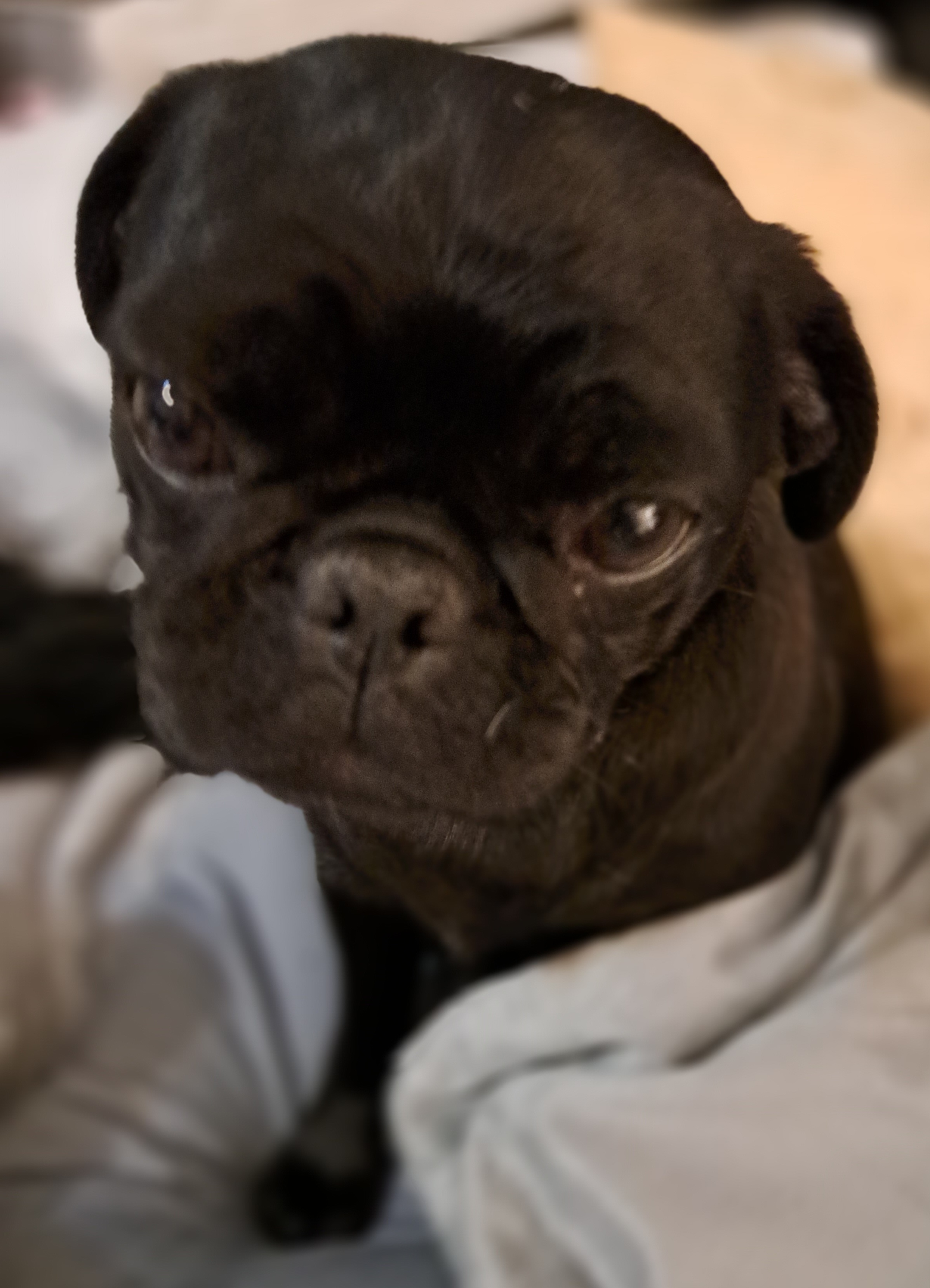 Ellie - Pug