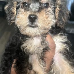 Theodore - Black and tan male Yorkipoo puppy in Gastonia, North Carolina from Dynasty Kennel