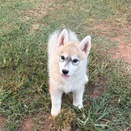 Girl 4 - Gray and white female Siberian Husky puppy in Loudon, Tennessee from Kristari Siberians