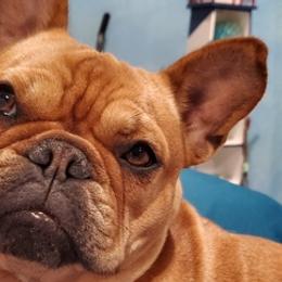 French Bulldogs from Blue Church Bulldogs
