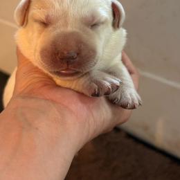 Girl 1 - Yellow female Labrador Retriever puppy in Isanti, Minnesota from Four Corners Family Labs