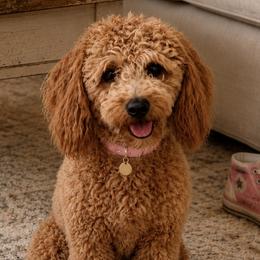 Goldie - Goldendoodle