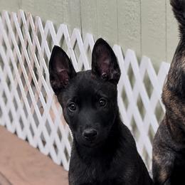 Belgian Malinois and xDutch Shepherd Puppies from Kaizen von Ruach Malinois