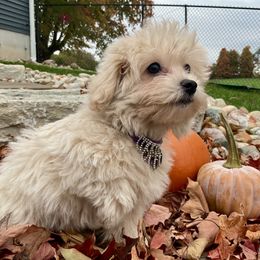 Puppet - Red female Assorted Doodle Crosses puppy in Howard City, Michigan from Petite Joie Puppies