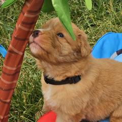 Nova Scotia Duck Tolling Retriever Puppies from Sundance Tollers