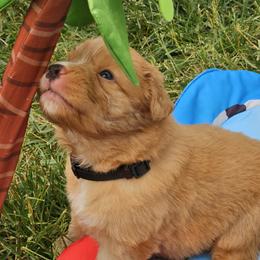 Nova Scotia Duck Tolling Retriever Puppies from Sundance Tollers