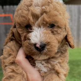 Goldendoodles from Nova's Minidoodles