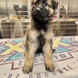 Half Dome - Yellow boy - Sable male German Shepherd puppy in Oakley, California from Von Guadachi German Shepherds & Audacity Border Collies