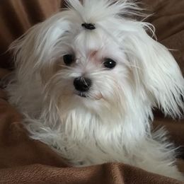 Maltese, Poodles, Shih Tzus, and Yorkshire Terriers from Deborah Richards yorkies