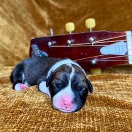 WINONA - Sable female Pembroke Welsh Corgi puppy in Ritzville, Washington from Sapphire Iris Corgis