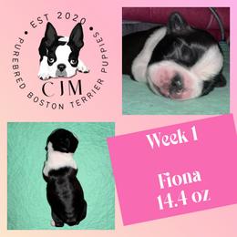 Fiona - Black and white female Boston Terrier puppy in Jupiter, Florida from CJM Boston and Boxer Puppies