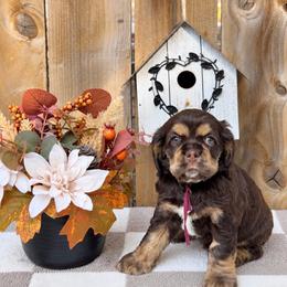 Cloud Jumper - Brown and tan female Cocker Spaniel puppy in Deer Park, Texas from Southern Sunset Cockers