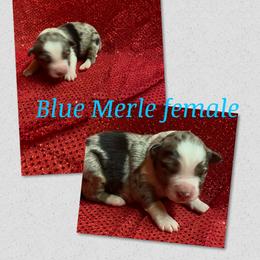 Girl 2 - Miniature Australian Shepherd puppy in Paris, Texas from Kuttin’ Up Mini Aussies