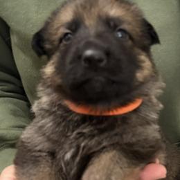 Orange Girl - Sable female German Shepherd puppy in Grantsville, Utah from Vom Haus Denfors K9 - Working German Shepherds