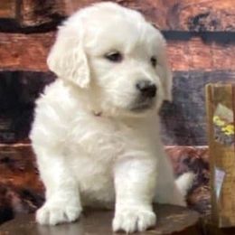 Golden Retriever and Labrador Retriever Puppies from Abels Envy Retrievers
