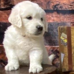 Golden Retriever and Labrador Retriever Puppies from Abels Envy Retrievers