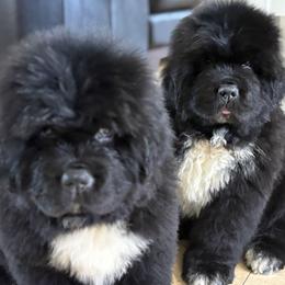 Newfoundland puppies from Gentle Soul Newfoundlands
