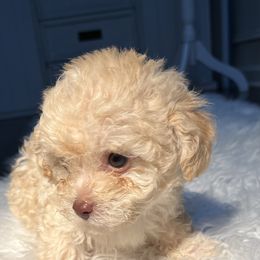 Poodle Puppies from Pawsome Poodles