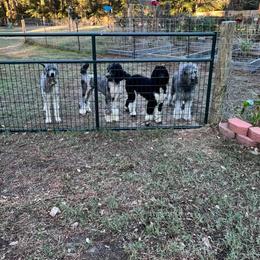 Poodle Puppies from Piney Woods Standard Poodles, LLC